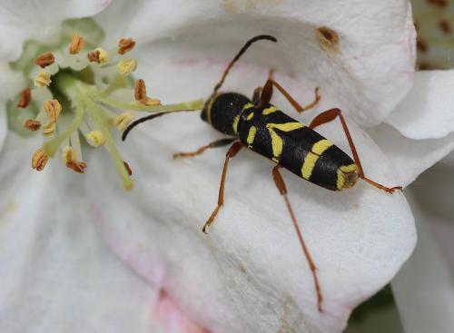 Clytus arietis